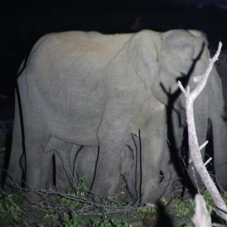 Jungle Cabin - Bundala Bundala Levagamgoda Luaran gambar
