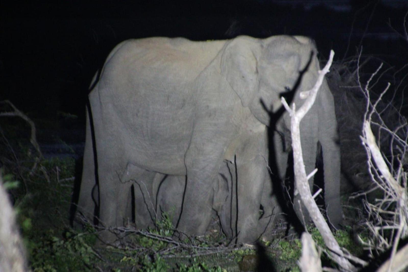 Jungle Cabin - Bundala Bundala Levagamgoda Luaran gambar